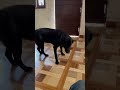BELLA 🐶🐶🤪 #shorts #dog #lebradog #doglover