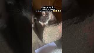 RIP 🪦 soysauce ab hmare bich ni rha #cat #youtube #sad #died #rip #ytshortsindia #100millon