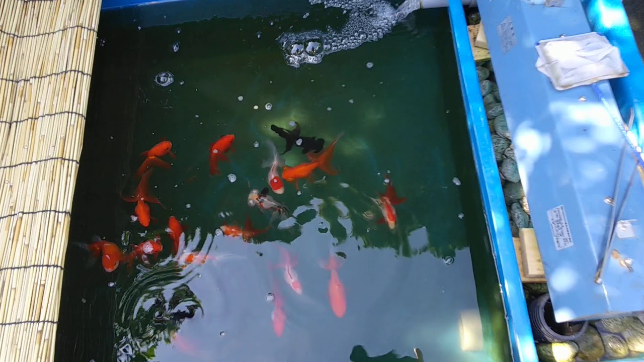 ブルコン180で金魚を飼育します その5 - YouTube