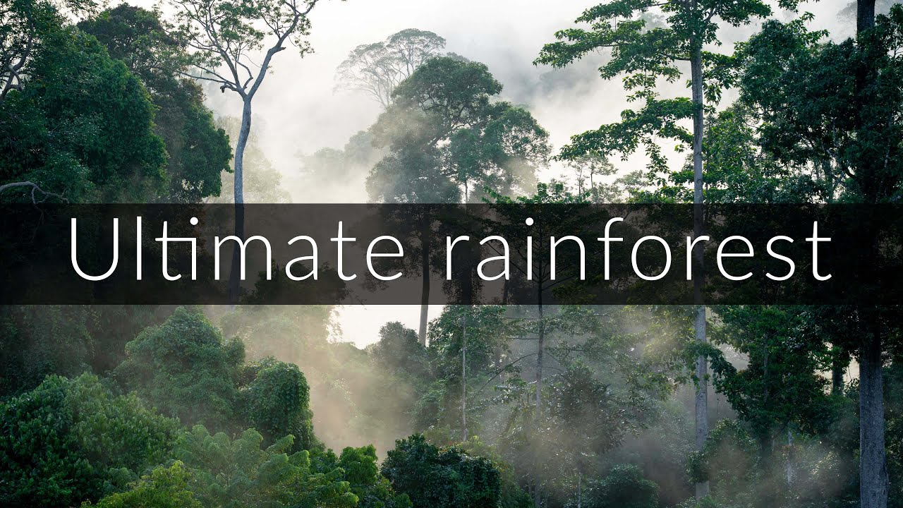 12 hours of uninterrupted rainforest ambience [no loop] [no AI]