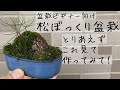 盆栽ビギナーが作った松ぼっくり盆栽。作り方を紹介。