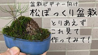 盆栽ビギナーが作った松ぼっくり盆栽。作り方を紹介。