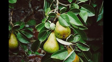 Permaculture Principles Part 1: Introduction & Urban Applications