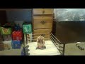 Crazy fan ruins wrestling match smh