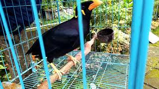 Kicau burung beo