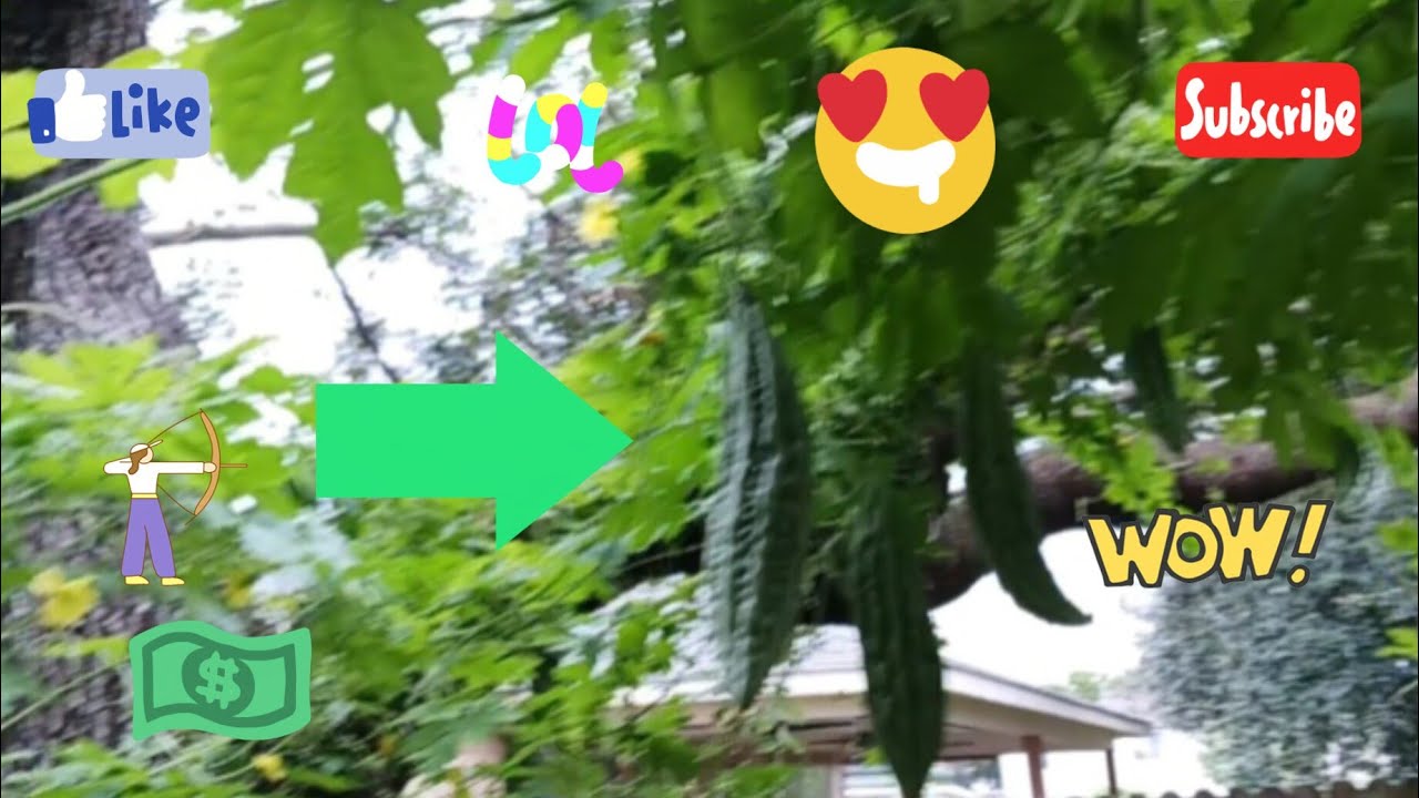 Our vegetables update, hot weather.......