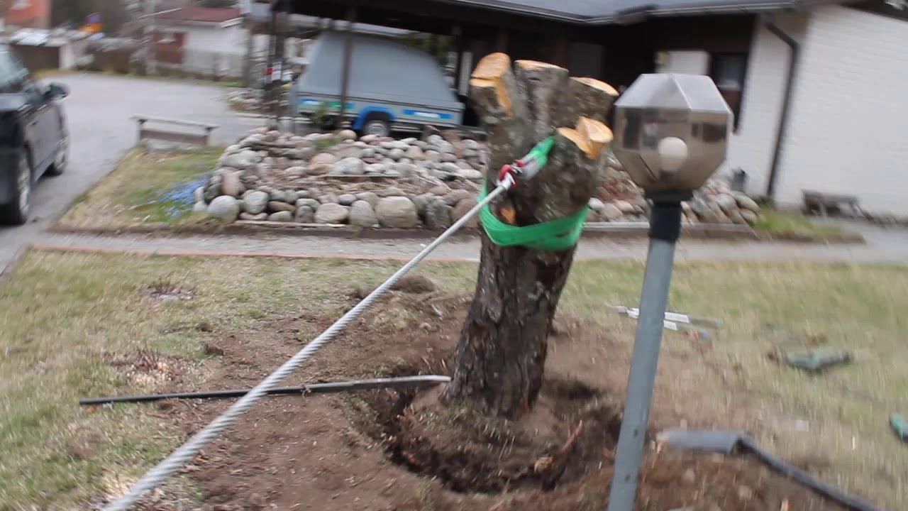 Lompakkotaljalla pihlaja nurin juurineen Piha-  ja puunkaatopalvelu Tampere 1.5.2020