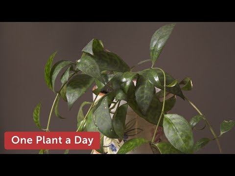 Vidéo: Costmary Plant Care - Comment faire pousser une plante herbacée Costmary