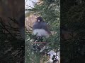 Dark-Eyed Junco "Snowbird" in a Winter Wonderland ☃️❄️✨️
