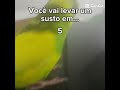 vc é corajoso kk #bird #meme