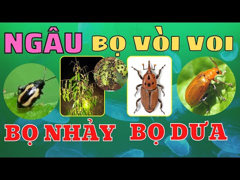 Video Bọ cánh cứng | Ngâu ăn lá | Bọ vòi voi | Bọ nhảy | Bọ... - youtube