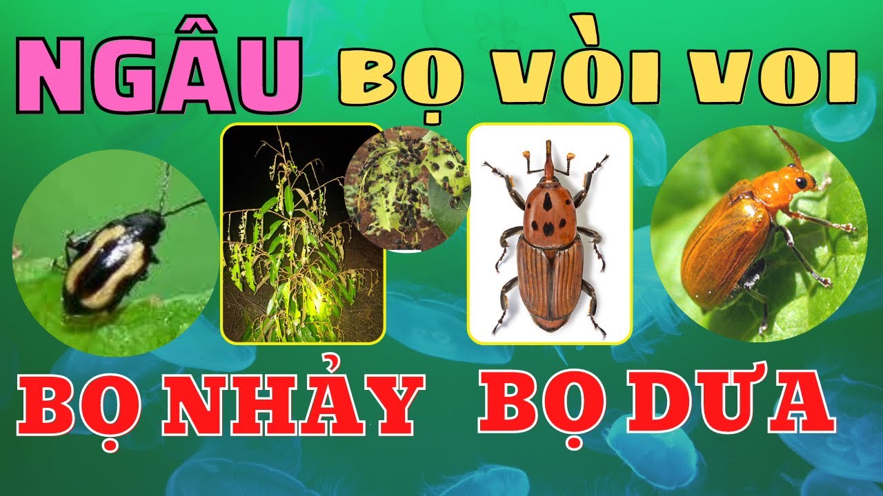 Bọ cánh cứng | Ngâu ăn lá | Bọ vòi voi | Bọ nhảy | Bọ dưa rau màu | Quản lý bọ cánh cứng hiệu quả