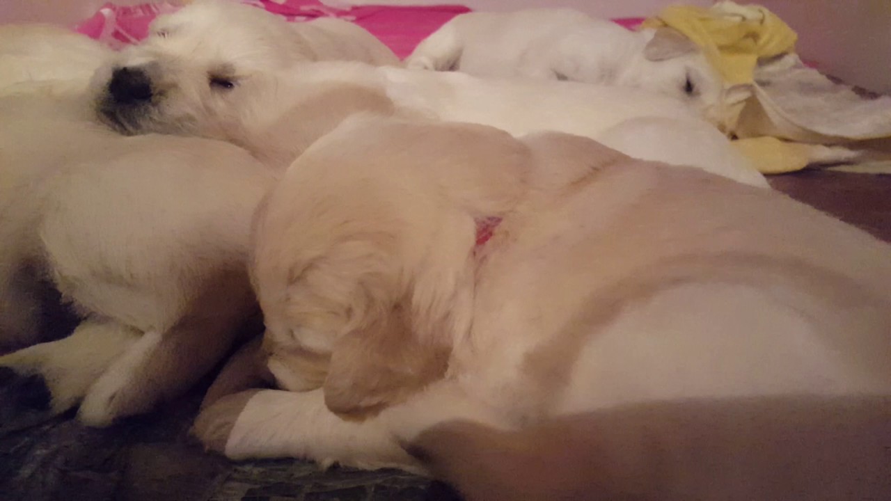 My Puppy Scratches His Ears A Lot My Puppy Scratches His Ears A Lot