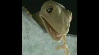 GIMANA MENURUT KALIAN KISAH CICAK INI !! (COVER VAGETOZ - BETAPA AKU MENCINTAIMU)