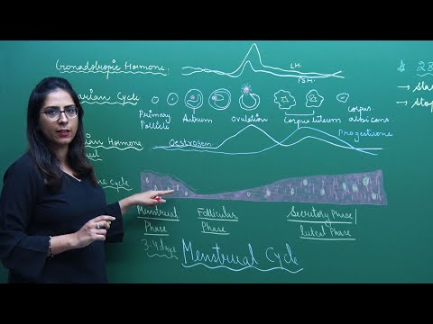 menstrual-cycle-|-important-diagram-of-biology-for-neet-&-aiims-|-misostudy