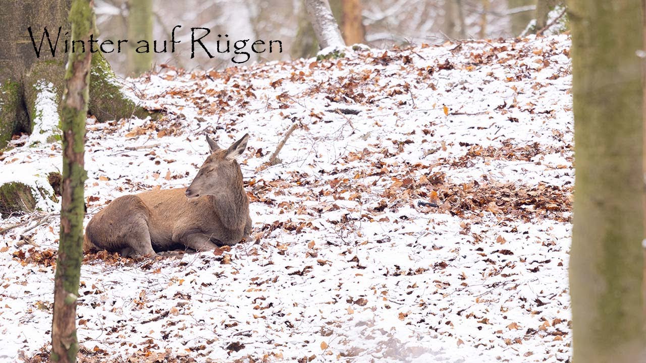 Naturfotografie im verschneiten Rügen