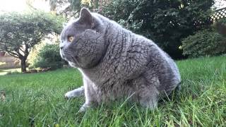 Download Lagu Maxi The Blue British Cat MP3