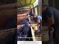 Pigs Eating Swill – Traditional Way to Reduce Food Waste 🐖🗑️