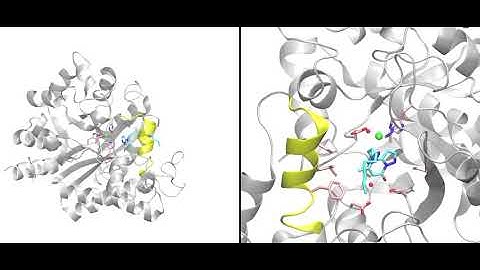 Ligand binding to the Adenosine Deaminase enzyme