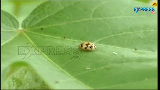 Biological Pest Control Techniques in Agriculture | Paadi Pantalu