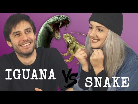 Gençlerin Tepkisi: IGUANA VS YILANLAR