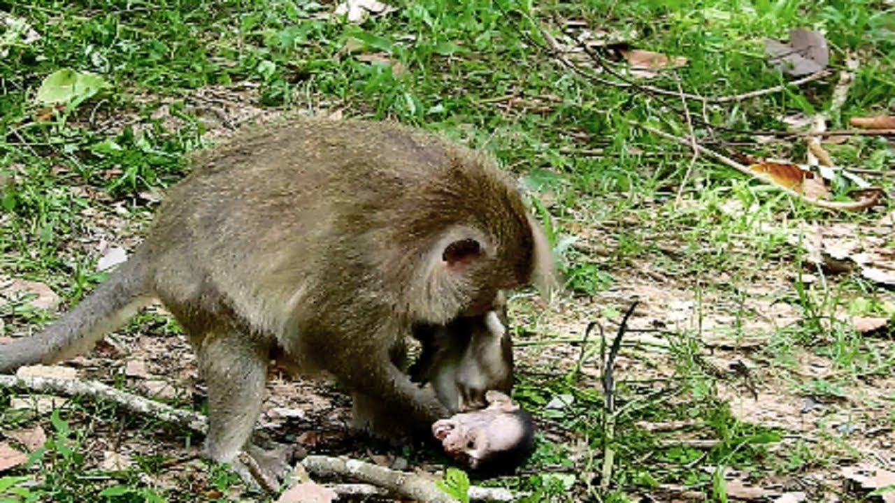 oh no Mum Queen angry until fight baby serious, Baby angry until convulsive, Baby screaming