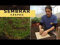 Cómo sembrar el césped (paso a paso) - Bricomanía - Jardinatis