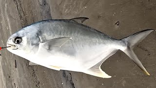 The Pompano Were Biting Good, Fishing Louisiana