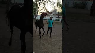 colt raaftar|marwari horse|marwari stallion|kala kanta line|2 teeth|62 inches|horse riding|horseshow