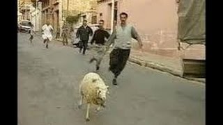 هروب خروف العيد - أجمل اللقطات المضحكة