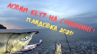 Ловля кеты на спиннинг! Ловим красную рыбу в море на удочку!