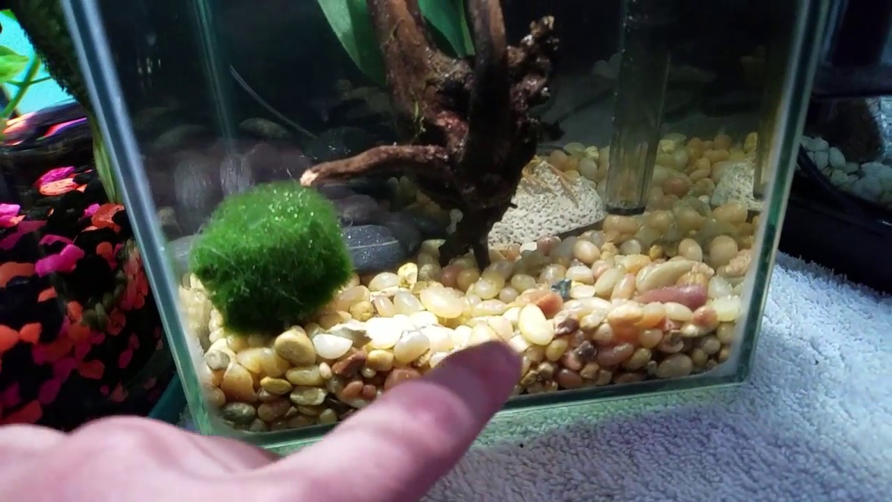 marina betta kit cubus led marina betta kit cubus led