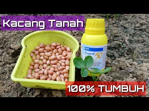 Video: Kacang Tong: М6 Dan М8, М10 Dan Saiz Lain. Apa Yang Dibuat Dari Kacang Tong Dan Bagaimana Menggunakannya?