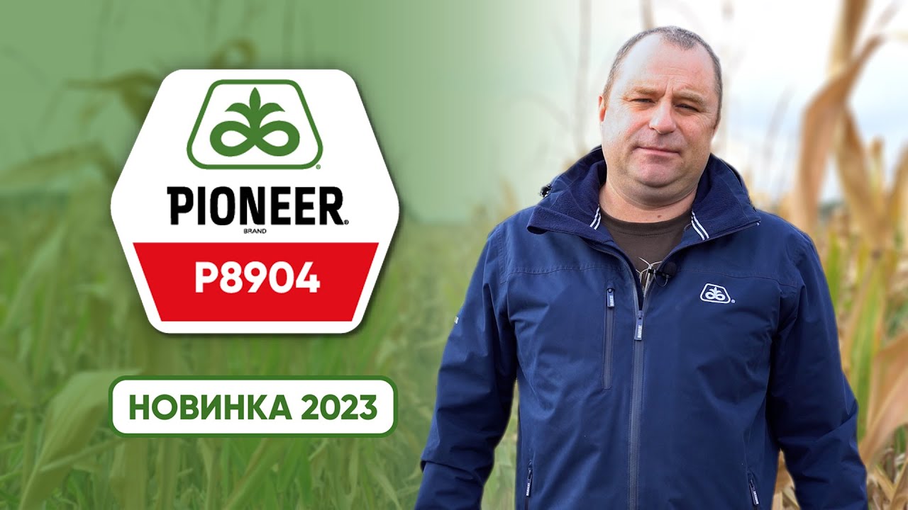 P8904 – середньоранній гібрид лінійки Optimum® AQUAmax®