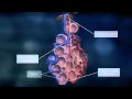 The Lungs and the Pulmonary Circuit