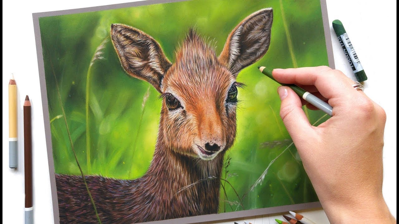 Drawing The Kirks Dik Dik With Soft Pastels And Pastel Pencils YouTube drawing-the-kirks-dik-dik-with-soft-pastels-and-pastel-pencils-youtube