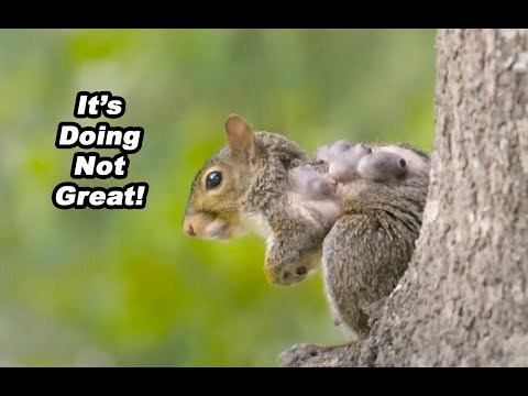 What’s Wrong With This Squirrel? Shocking Bot Fly Infestation