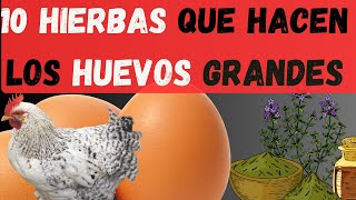 🌿🐔50 Gallinas Criollas 10 Hierbas que hacen los huevos mas grandes🌿🐔