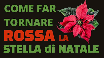 Qual è il fiore della Stella di Natale?