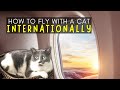 😺Cats Traveling On Planes to Mexico 🇲🇽