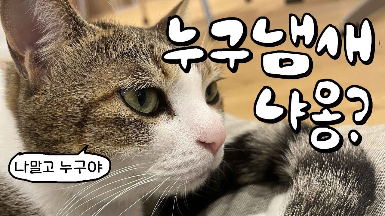 내게서 나는 낯선 고양이의 냄새를 우리집 고양이는 알아차릴까?