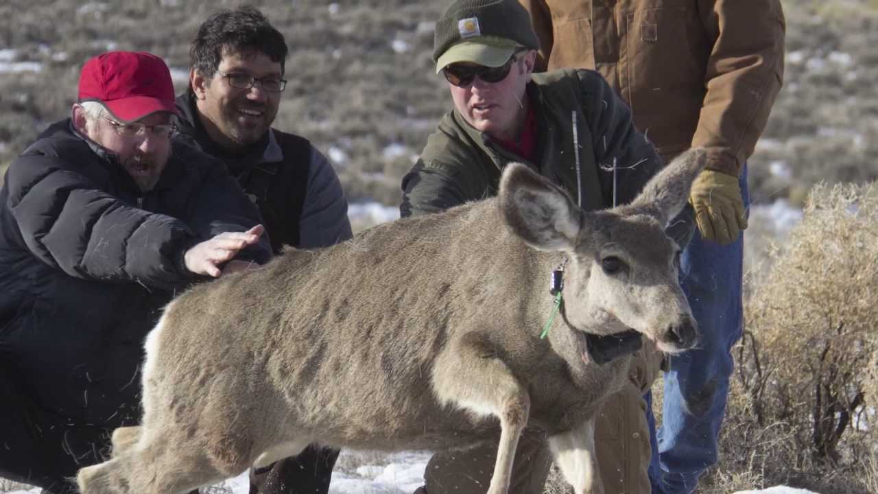 Picture Perfect Wyoming Range Mule Deer Study YouTube