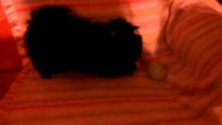 Esmerella Loves Easter Eggs