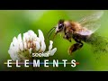 Understanding the Importance of Bees and the Threat of Tropomites