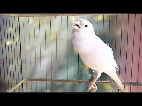 أقوى تدريب للكناري! تدريب كلاسيكي لجعل كناري يغرد بصوت طويل و واضح.
