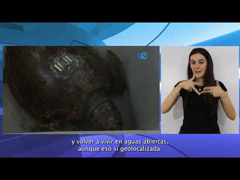 Una nueva tortuga 'boba' llega hasta las instalaciones del CECAM para recuperarse