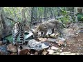 MACHO ALFA JAGUATIRICA ROSNANDO ATRÁS DA FÊMEA GATOS MOURISCOS BICHOS NO BANHO E OUTRAS LINDAS CENAS