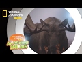 Moose Survival and Adaptation Strategies