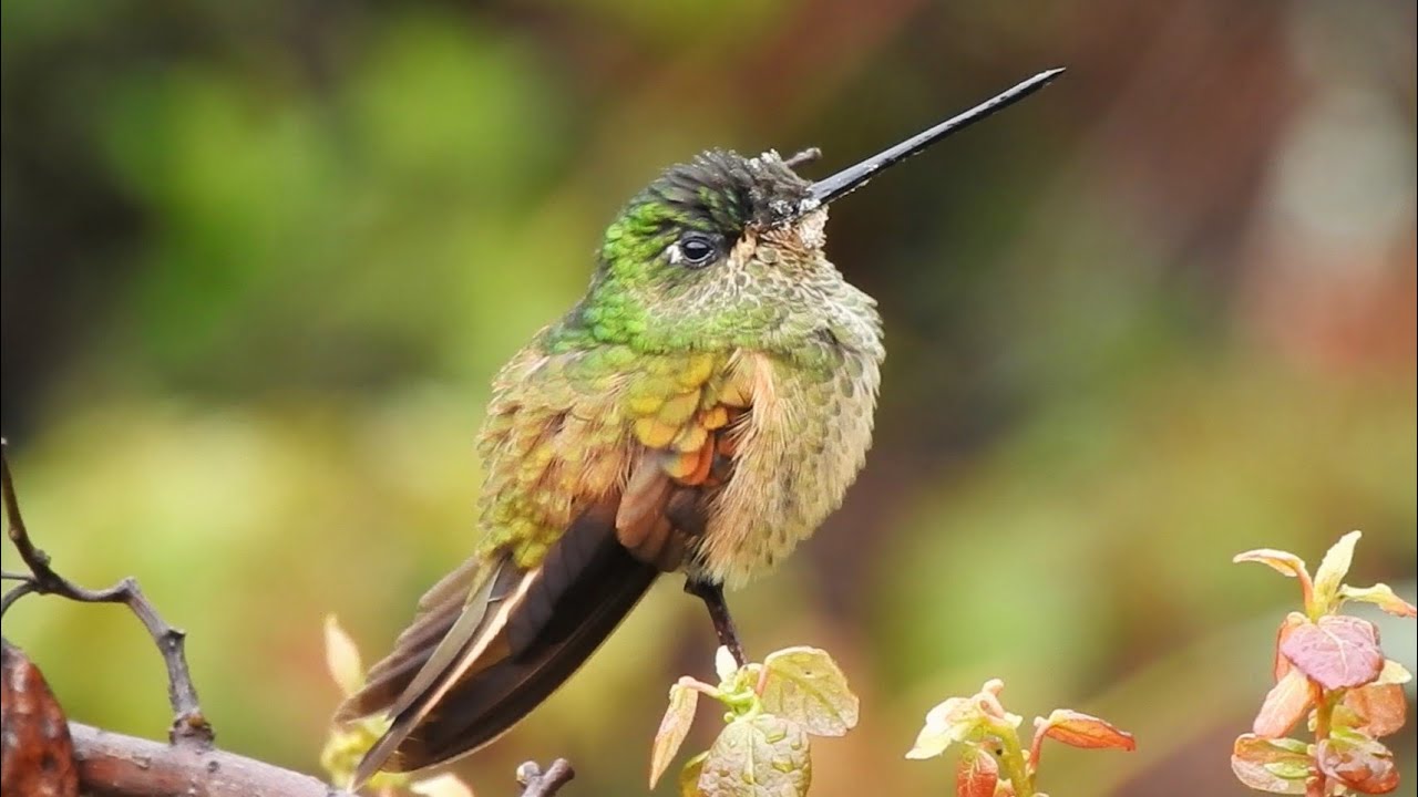 Golden-bellied starfrontlet(?) by the Sayacmarca ruins along the inca trail