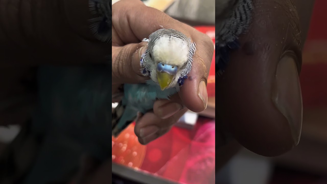 How to Tell Male & Female Budgies instantly!😮